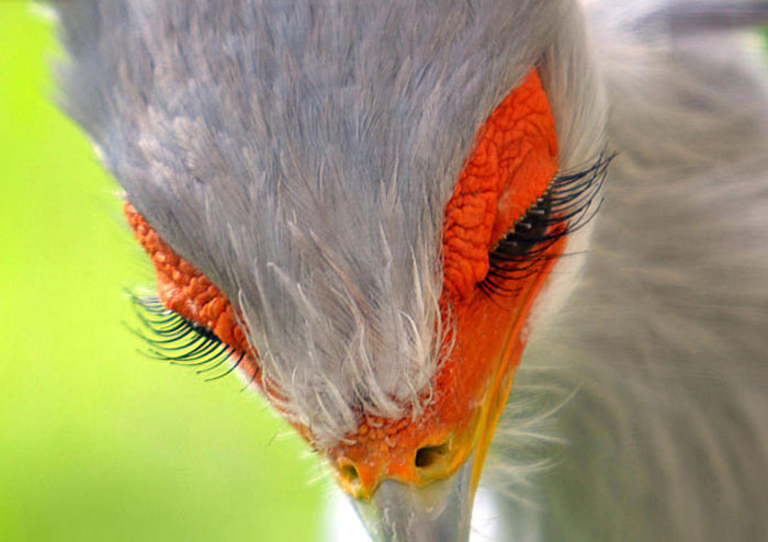 El pájaro secretario es tan hermoso que podría ser fácilmente un personaje de Pixar