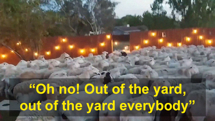 200 Sheep Saw This Guy's Yard With Its Fence Open And Decided To Give Him A Visit - Now They Refuse To Leave