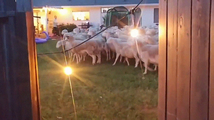 200 Sheep Saw This Guy's Yard With Its Fence Open And Decided To Give Him A Visit - Now They Refuse To Leave 200 Sheep Saw This Guy's Yard With Its Fence Open And Decided To Give Him A Visit - Now They Refuse To Leave