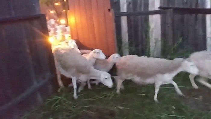 200 Sheep Saw This Guy's Yard With Its Fence Open And Decided To Give Him A Visit - Now They Refuse To Leave