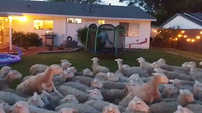 200 Sheep Saw This Guy's Yard With Its Fence Open And Decided To Give Him A Visit - Now They Refuse To Leave 200 Sheep Saw This Guy's Yard With Its Fence Open And Decided To Give Him A Visit - Now They Refuse To Leave
