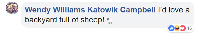 200 Sheep Saw This Guy's Yard With Its Fence Open And Decided To Give Him A Visit - Now They Refuse To Leave 200 Sheep Saw This Guy's Yard With Its Fence Open And Decided To Give Him A Visit - Now They Refuse To Leave