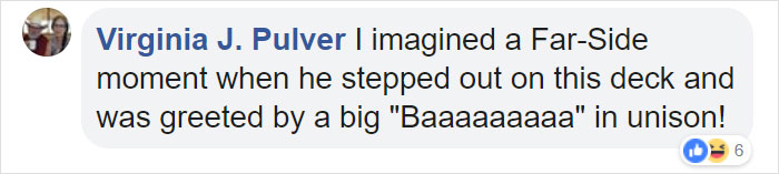 200 Sheep Saw This Guy's Yard With Its Fence Open And Decided To Give Him A Visit - Now They Refuse To Leave
