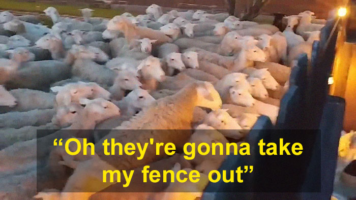 200 Sheep Saw This Guy's Yard With Its Fence Open And Decided To Give Him A Visit - Now They Refuse To Leave