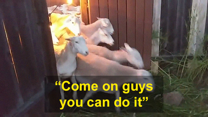 200 Sheep Saw This Guy's Yard With Its Fence Open And Decided To Give Him A Visit - Now They Refuse To Leave