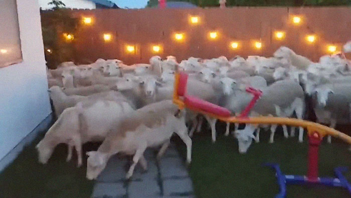 200 Sheep Saw This Guy's Yard With Its Fence Open And Decided To Give Him A Visit - Now They Refuse To Leave