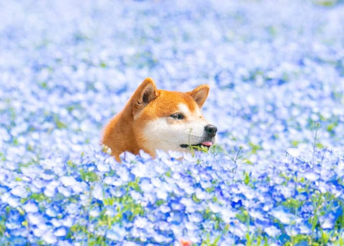 This Shiba Inu Is The Cutest Flower Boi In Japan And His 19 Pics Are Making People Happy This Shiba Inu Is The Cutest Flower Boi In Japan And His 19 Pics Are Making People Happy