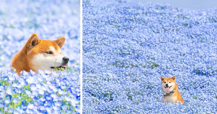 This Shiba Inu Is The Cutest Flower Boi In Japan And His 19 Pics Are Making People Happy
