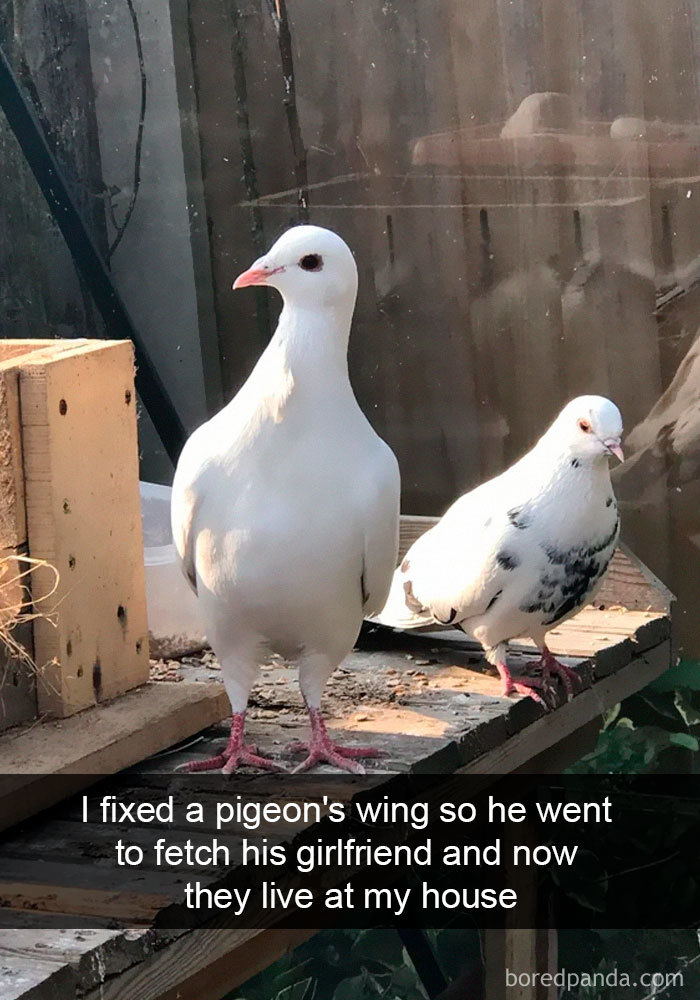 Funny-Bird-Snapchats