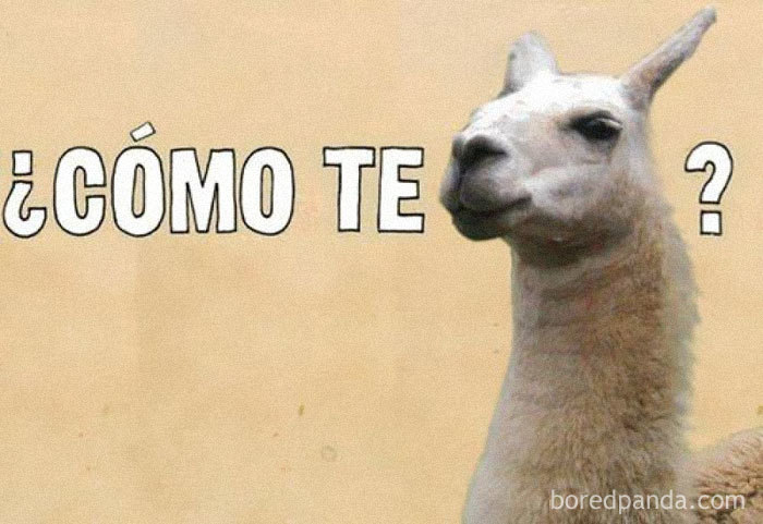 Llama humorously completing "¿Cómo te llama?" phrase in Spanish language meme.