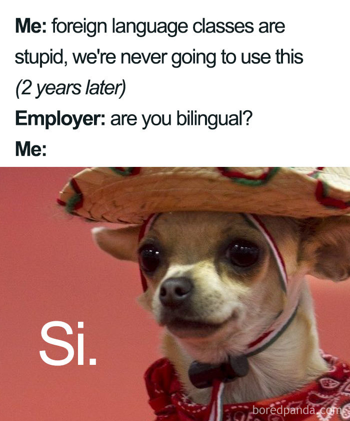 Chihuahua wearing a sombrero and bandana humorously responding "Si" in a meme about learning Spanish language.