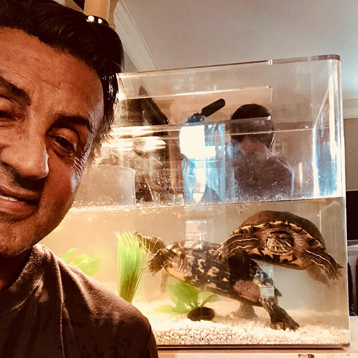 The Pair Of Turtles That Featured In 'Rocky' Are Still Alive And Kicking And Here Is Stallone With Them 45 Years After The Pair Of Turtles That Featured In 'Rocky' Are Still Alive And Kicking And Here Is Stallone With Them 45 Years After