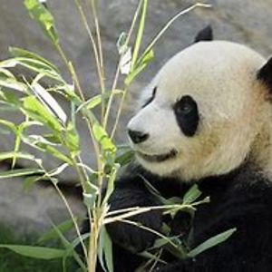 ryantanyangheng avatar