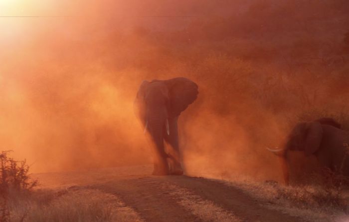 Pachyderm Afire, Greg Davison, Nature