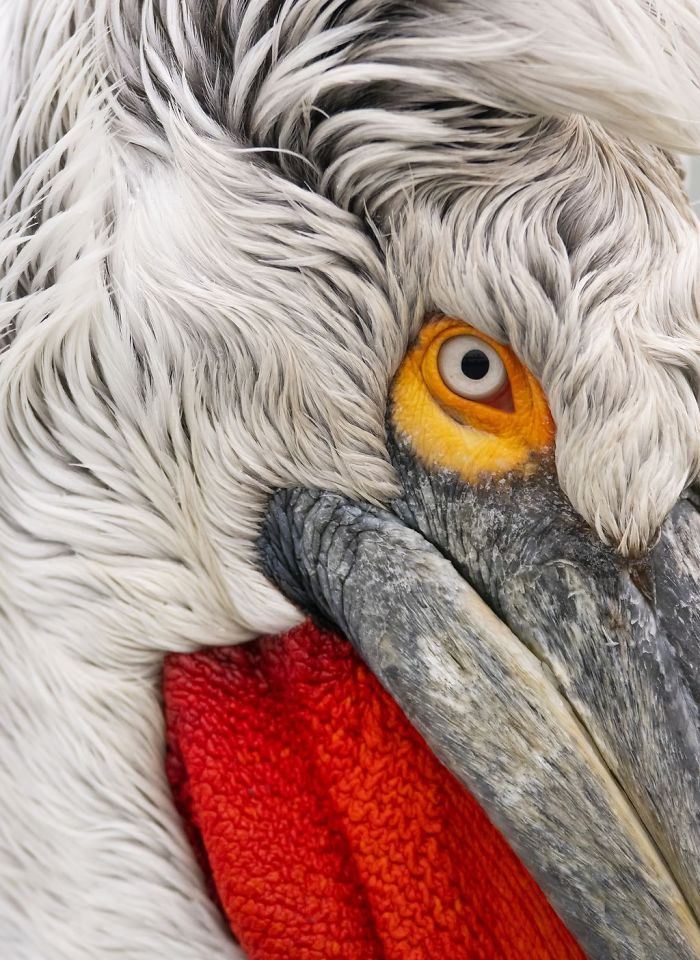 Close Up Of The Dalmatian Pelican, Damilice Mansur, Nature