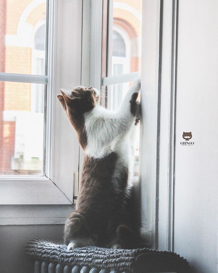 White-Mustache-Cat-Gringo