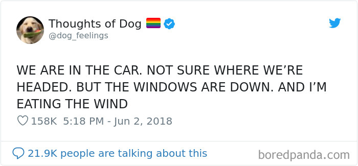 Dog Thoughts