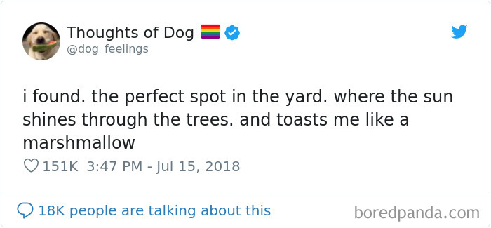 Dog Thoughts