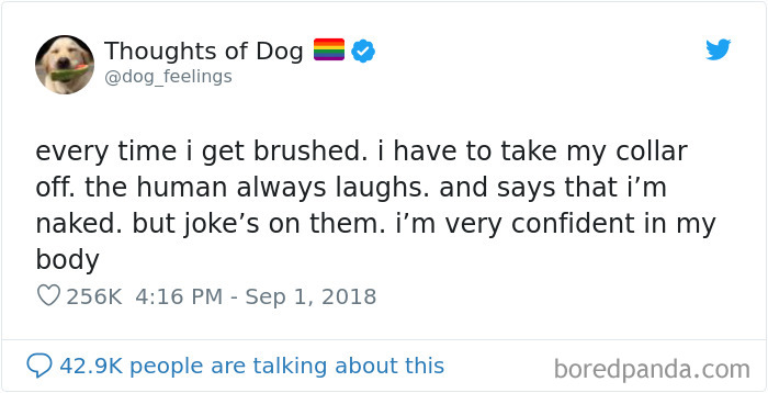Dog Thoughts
