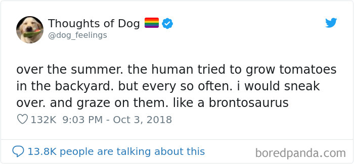 Dog Thoughts