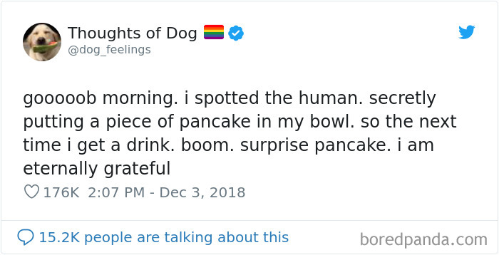 Dog Thoughts