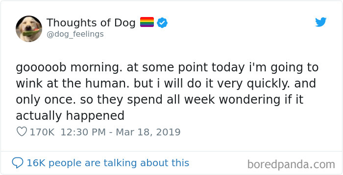 Dog Thoughts