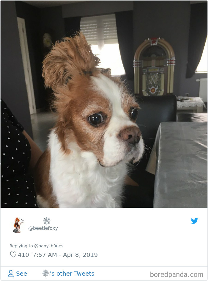 Least-Flattering-Pets