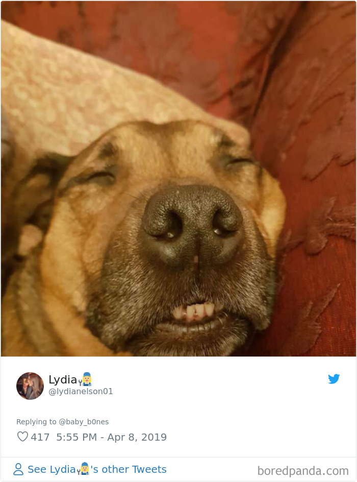 Least-Flattering-Pets