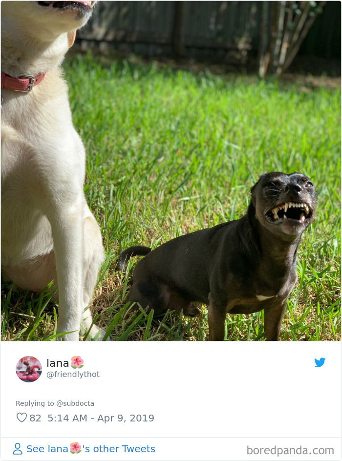 Least-Flattering-Pets