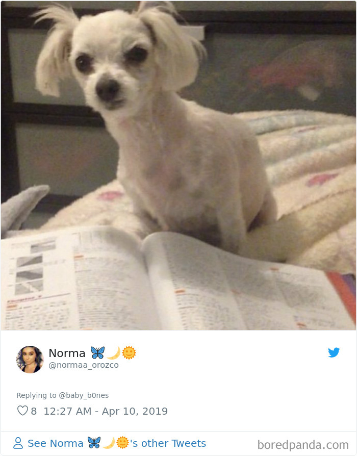 Least-Flattering-Pets