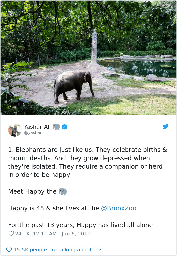 People Are Trying To Convince The Bronx Zoo To Release Happy The Elephant And This Thread Explains Why