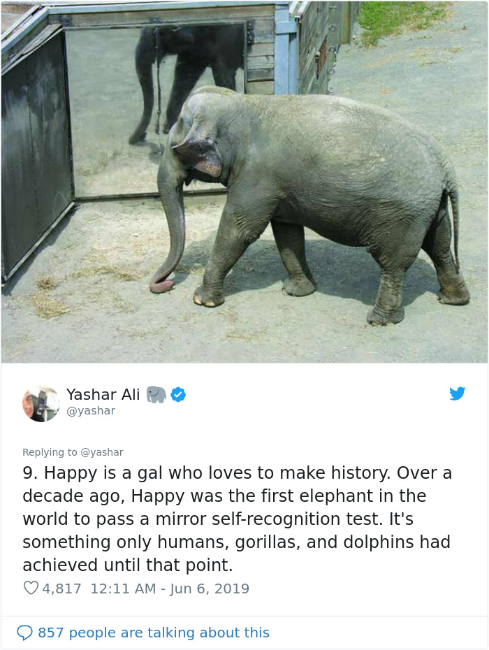People Are Trying To Convince The Bronx Zoo To Release Happy The Elephant And This Thread Explains Why