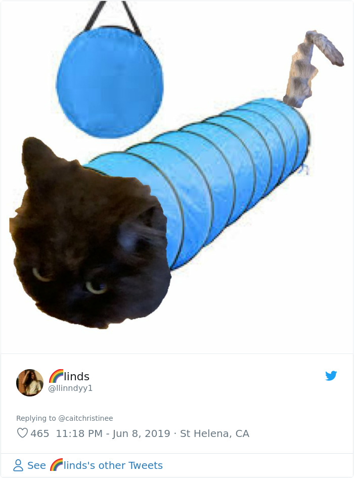 Dad Takes Family Cat To Pet Groomer And Returns With A Cat That Looks Like Accordion Dad Takes Family Cat To Pet Groomer And Returns With A Cat That Looks Like Accordion