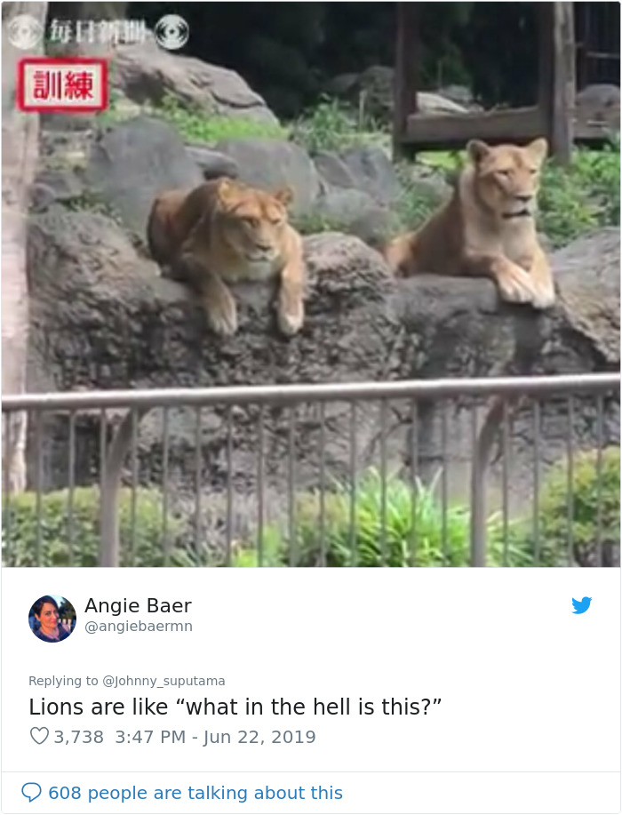 Japanese Zoo Escape Drill Goes Viral And People Are Laughing At The Real Lions' Reaction Japanese Zoo Escape Drill Goes Viral And People Are Laughing At The Real Lions' Reaction
