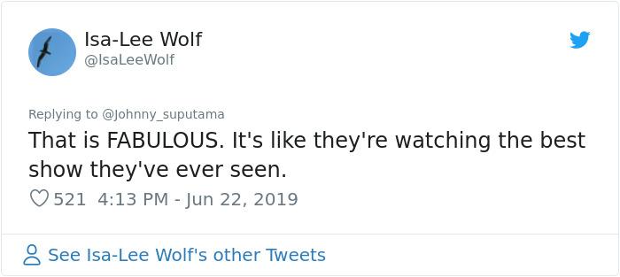 Japanese Zoo Escape Drill Goes Viral And People Are Laughing At The Real Lions' Reaction