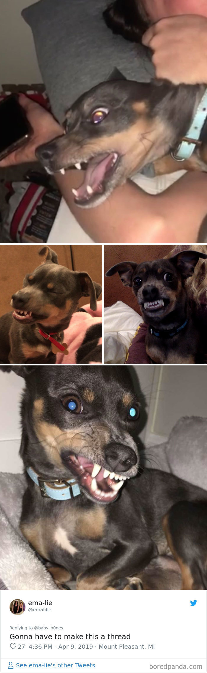 Least-Flattering-Pets