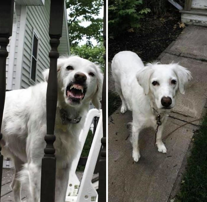 Least-Flattering-Pets