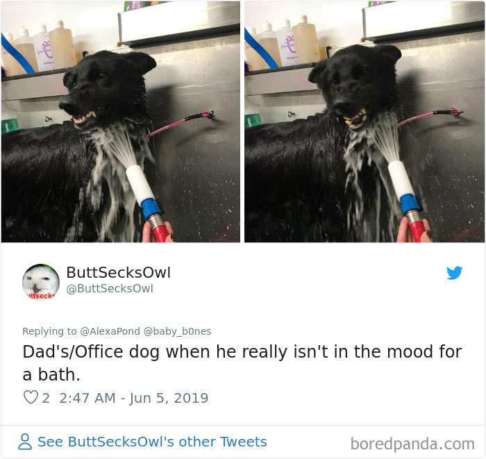 Least-Flattering-Pets