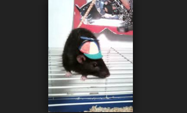 15 Reasons To Adopt A Pet Rat