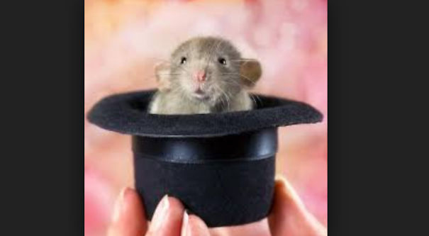 15 Reasons To Adopt A Pet Rat