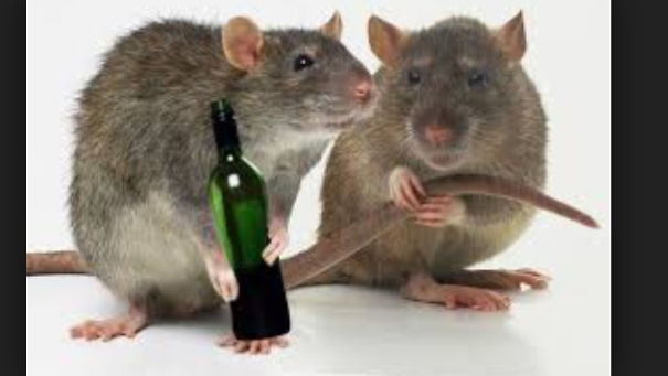 15 Reasons To Adopt A Pet Rat