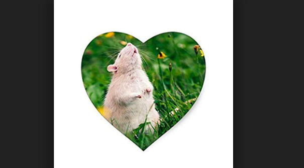 15 Reasons To Adopt A Pet Rat 15 Reasons To Adopt A Pet Rat