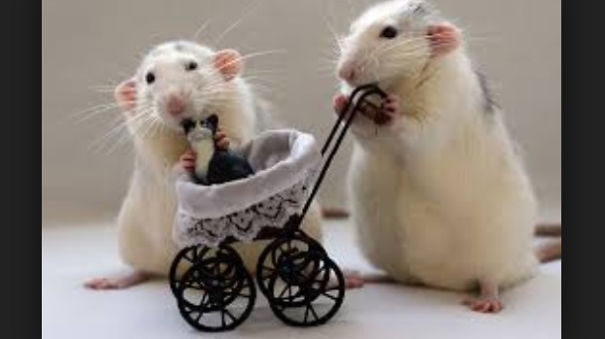 15 Reasons To Adopt A Pet Rat