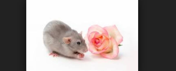 15 Reasons To Adopt A Pet Rat