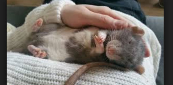 15 Reasons To Adopt A Pet Rat