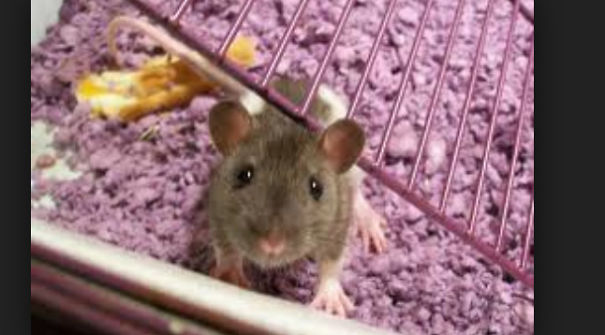 15 Reasons To Adopt A Pet Rat 15 Reasons To Adopt A Pet Rat