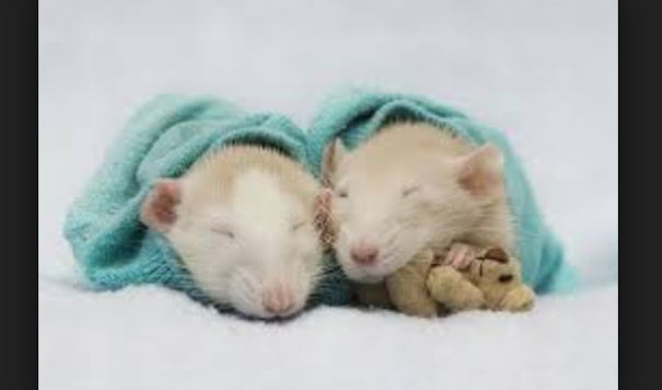 15 Reasons To Adopt A Pet Rat