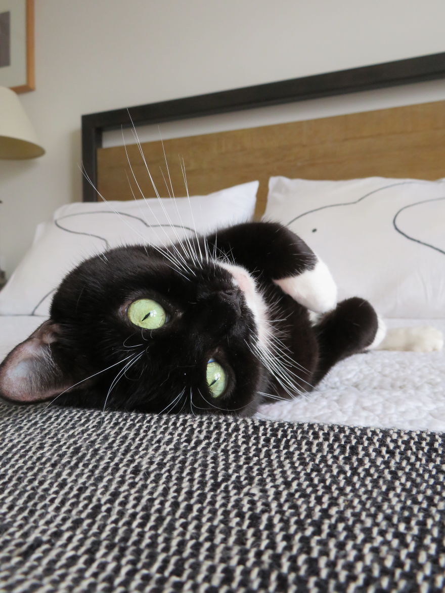 We Met Our Cat's Rescuers, And Yes, There Were Tears! We Met Our Cat's Rescuers, And Yes, There Were Tears!