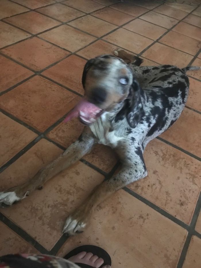 Least-Flattering-Pets