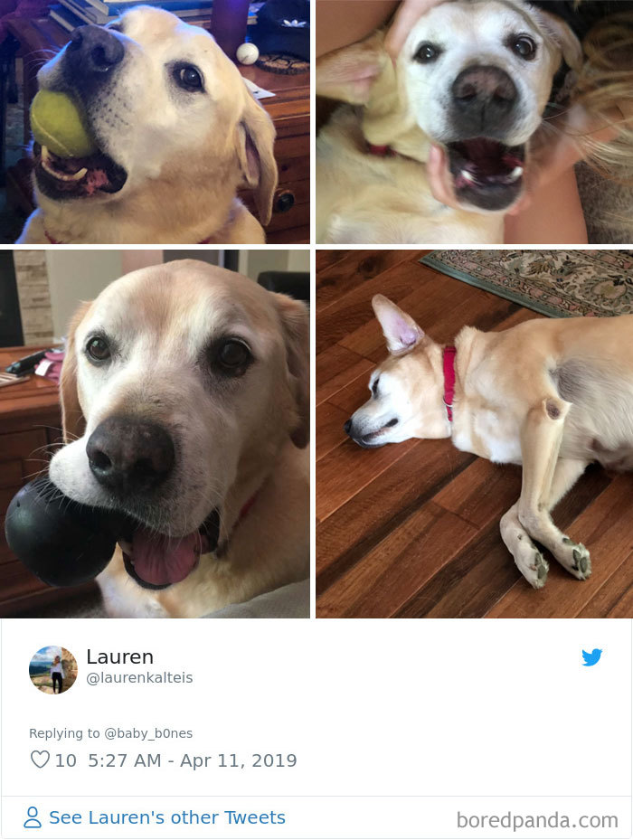 Least-Flattering-Pets